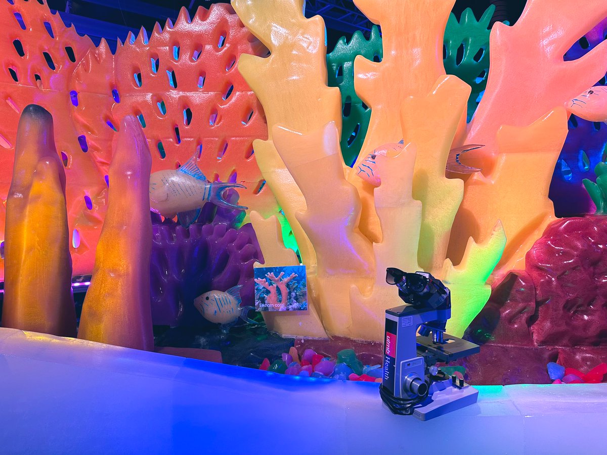 UTMB_Pathology's tweet photo. Ice Land @MoodyGardens features a coral reef and sea creatures made entirely of ice. Don’t miss the scuba diver and treasure chest! #PathTwitter #PathMatch2023 #MollyTheMicroscope https://t.co/acFZ8Nfuv1