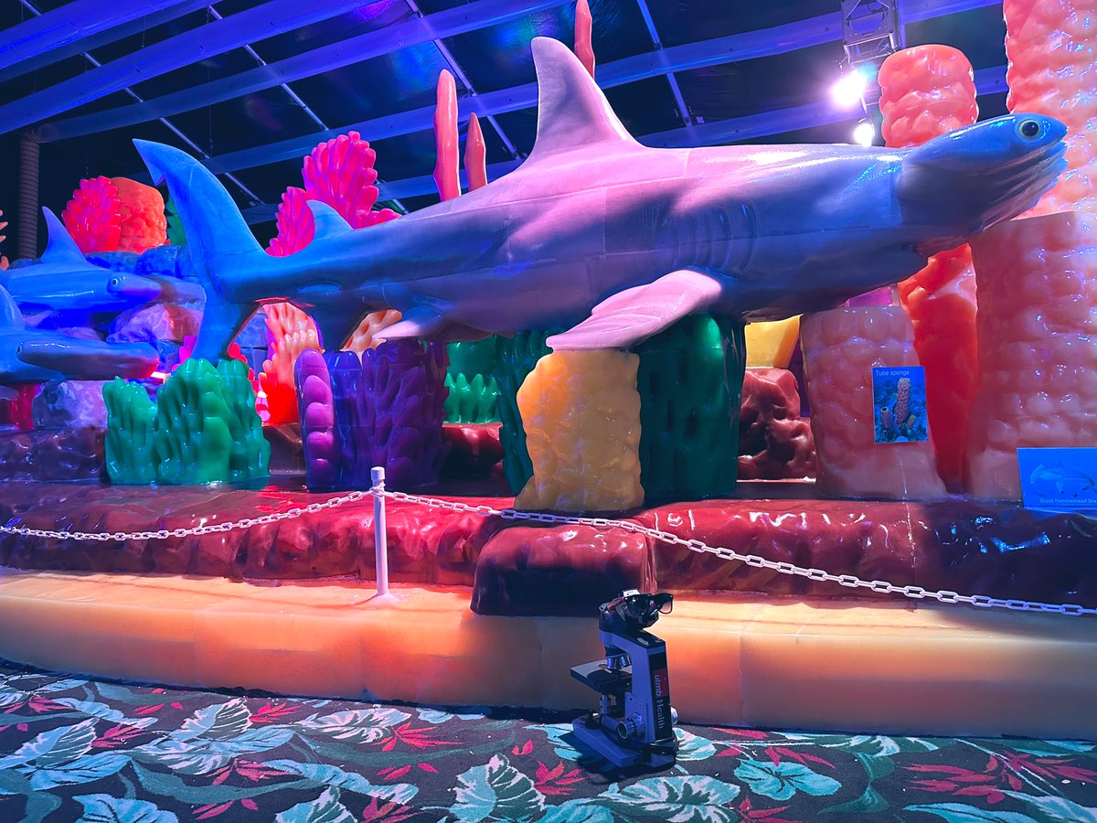 UTMB_Pathology's tweet photo. Ice Land @MoodyGardens features a coral reef and sea creatures made entirely of ice. Don’t miss the scuba diver and treasure chest! #PathTwitter #PathMatch2023 #MollyTheMicroscope https://t.co/acFZ8Nfuv1