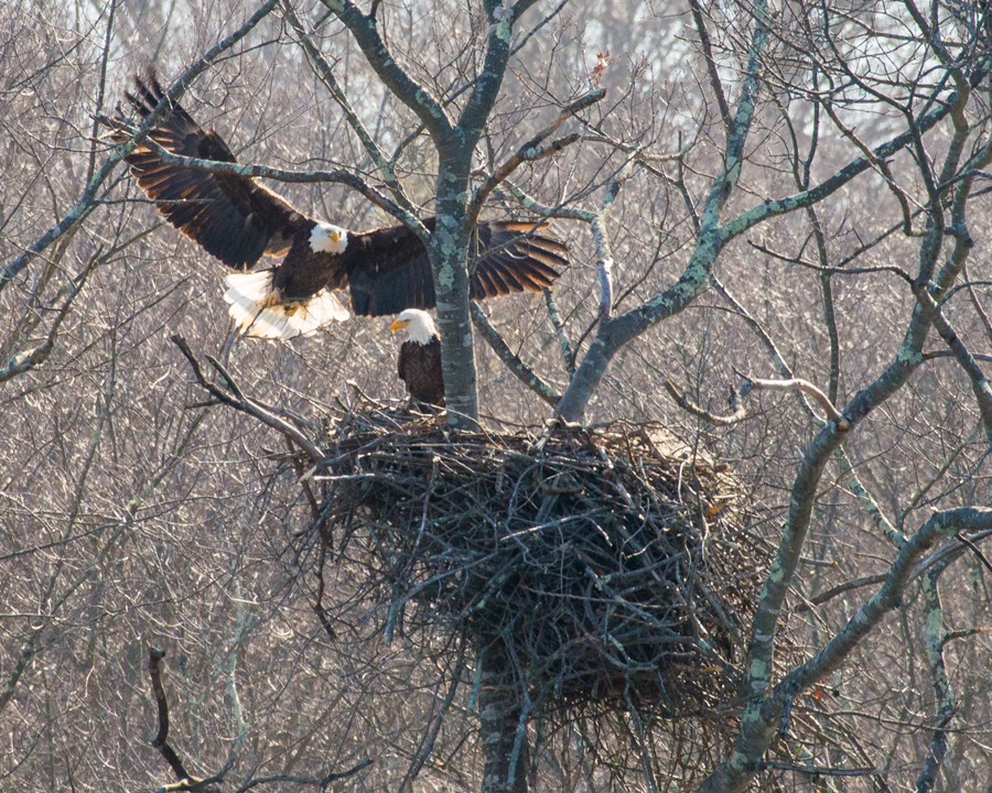 There are currently 14 documented bald eagle nests in The Last Green Valley. The nesting sites include Preston, Norwich, Canterbury Brooklyn Union &amp; Webster. . Are their more? We would bet there are. 
#baldeagles #raptors #nationalheritageareas #nps #thelastgreenvalley #tlgv