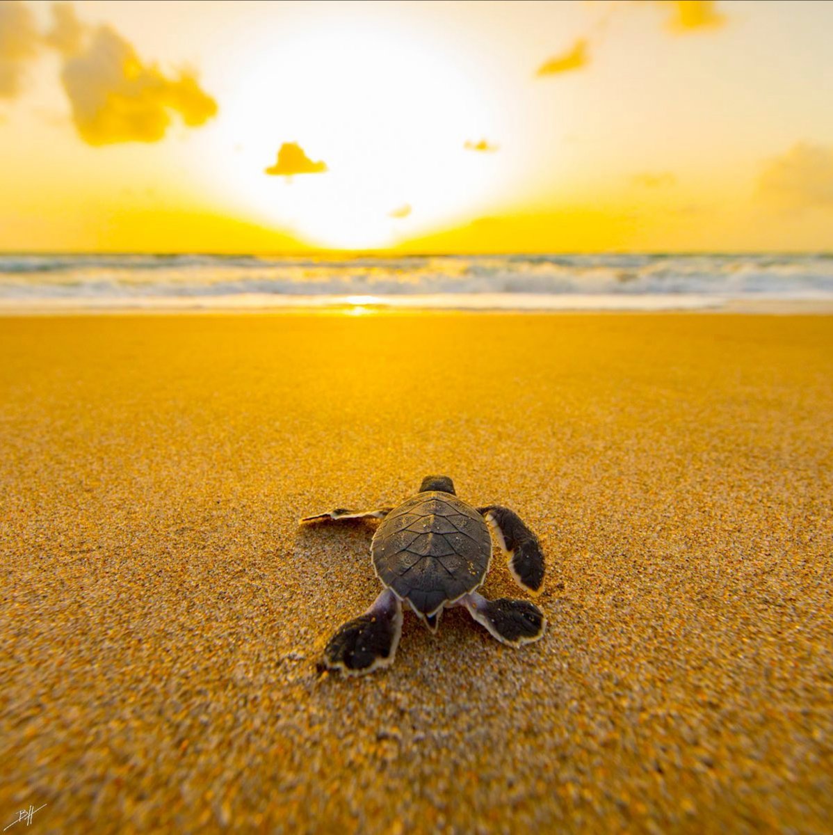 Pacsafe's tweet photo. 12 new chapters.
365 chances.
#newyeargoodvibes
Photo Ben Hicks
#Pacsafe #turtlefund #turtletuesday #seaturtle #turtlefacts #protectwhatsvaluable #reduceoceanplastic #marineconservation #seaturtleconservation #turtleconservation #endangeredspecies #cleanoceans https://t.co/zxm1hJpRxG