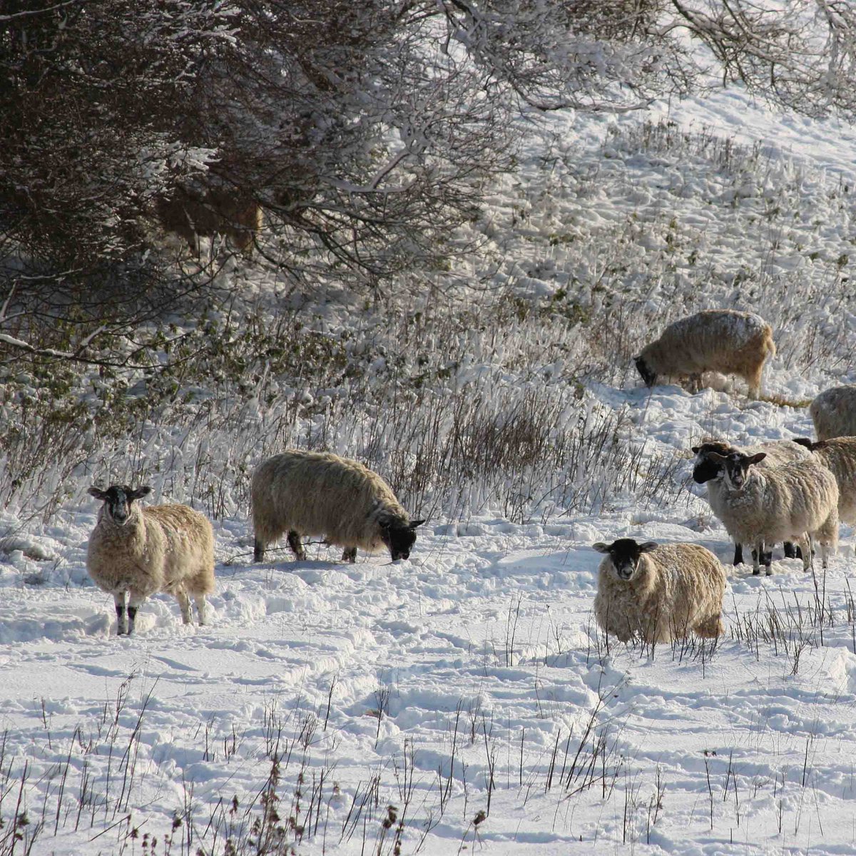 Half price sale! We're clearing out inventory, our exclusive CPRE 
Hertfordshire charity Christmas cards are now only 35p each. Buy online at

cpreherts.org.uk/get-involved/m…