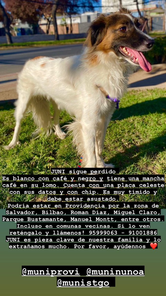 LalyPierola's tweet photo. 🚨Gente de buen corazón: JUNI aún sigue extraviado🐕 Se perdió el 01/01/23 en #Providencia. Tiene el cuerpo blanco y su cara es café con negro con una línea blanca al medio. En el lomo tiene una mancha café casi a la altura de la cola. Cuenta con una placa celeste y tiene chip. https://t.co/NbBj4rECRb