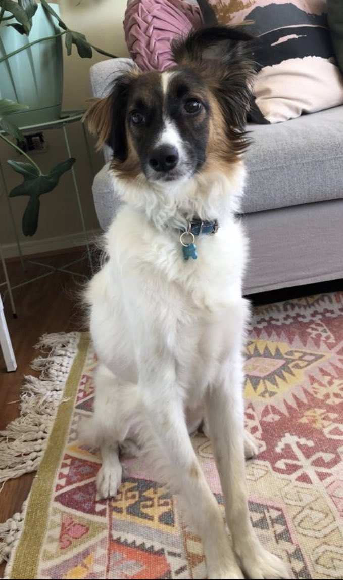 LalyPierola's tweet photo. 🚨Gente de buen corazón: JUNI aún sigue extraviado🐕 Se perdió el 01/01/23 en #Providencia. Tiene el cuerpo blanco y su cara es café con negro con una línea blanca al medio. En el lomo tiene una mancha café casi a la altura de la cola. Cuenta con una placa celeste y tiene chip. https://t.co/NbBj4rECRb