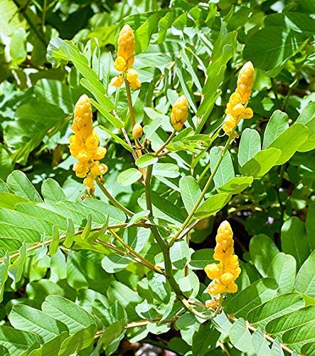 rathi0102's tweet photo. Cassia alata or சீமையகத்திக்கு தூக்குணிப்புழுக்கொல்லி, ,நீர்மலம்போக்கி செய்கை உள்ளது.எச்சிற்றழும்பு,  படர்தாமரை முதலியவற்றைப்
போக்கும்.#siddhaday https://t.co/gWbodWl0JN