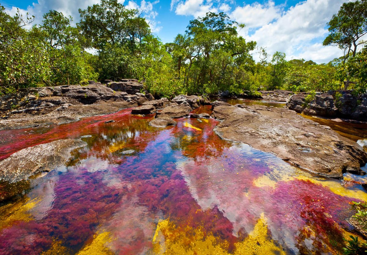 Colombia, Caño Cristales “River of Five Colors'
One of the country's most amazing natural places and arguably its most unique adventure travel destination

Added traveling list !!! 

#travelling #river #canocristales #beautifulriver #riverfivecolors