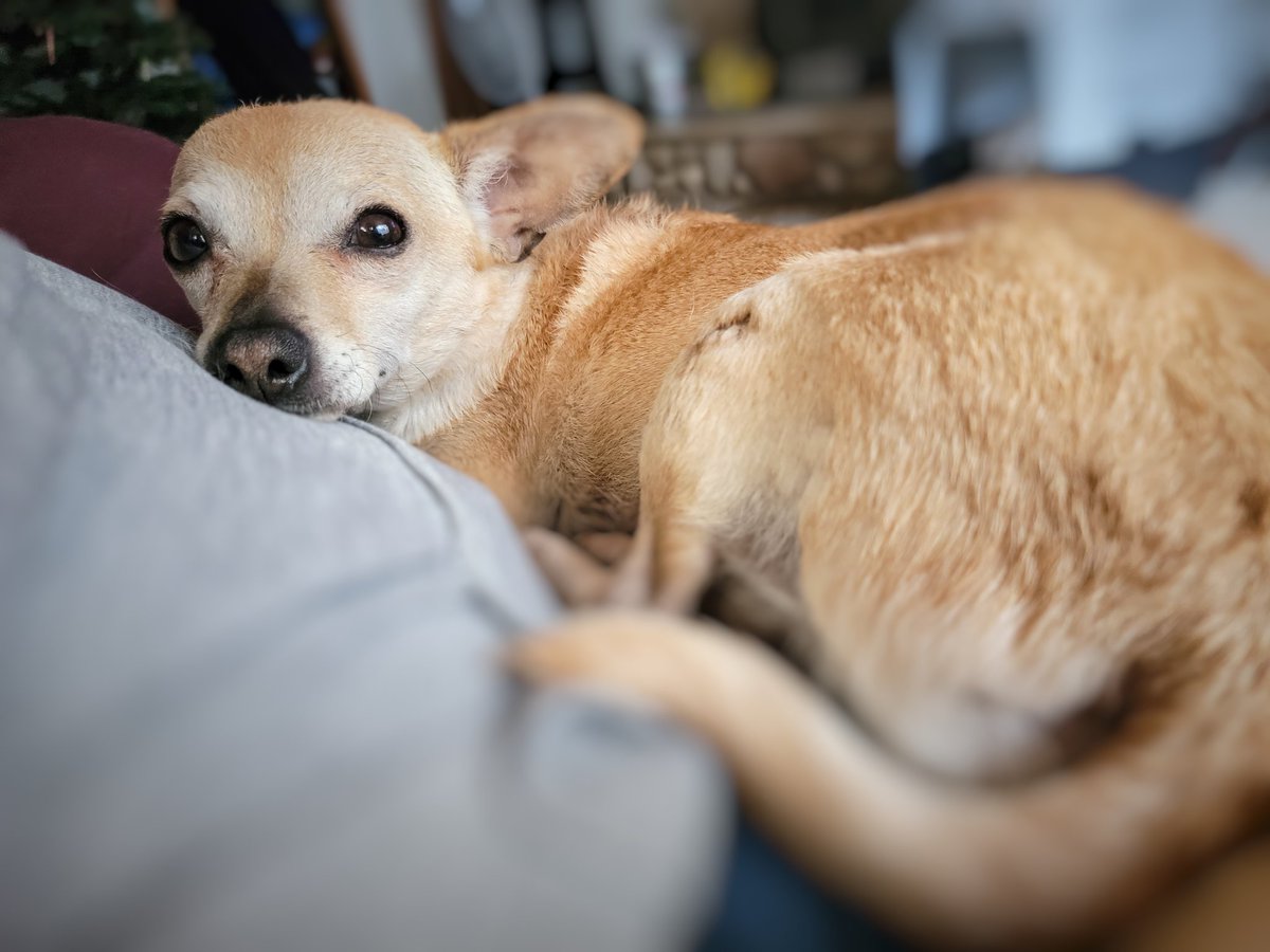CrustyCrewRescu's tweet photo. Celine is almost ready to meet her furever family!She's healed wonderfully from her double luxating patella surgery &amp; we are incredibly thrilled she will no longer have any pain going about her everyday life.  https://t.co/5maHhBtY1K
#AdoptDontShop #RESCUE #CHIHUAHUA https://t.co/h1c3ZSqtB3