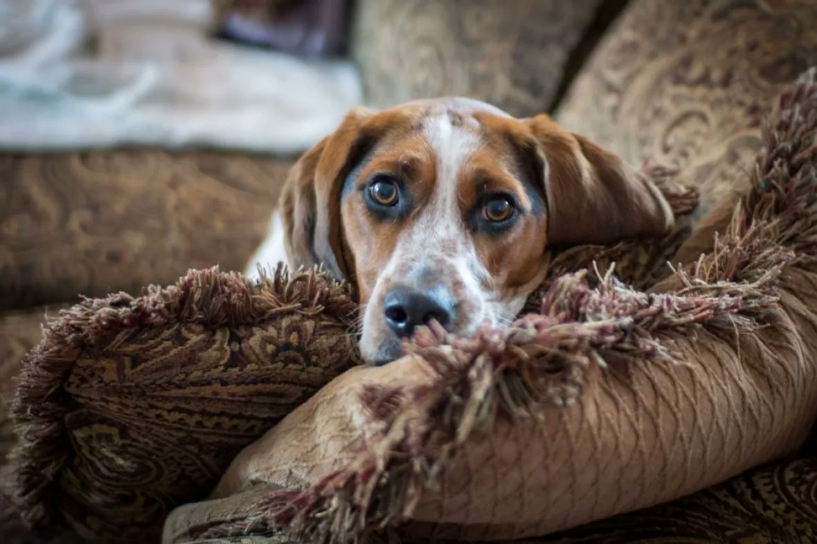 CBCNL's tweet photo. NEW | St. John's beagle saved in daring rescue after 7 days in Bowring Park

https://t.co/3fyYRdf0kk

#cbcnl https://t.co/qIKrbEoEIL