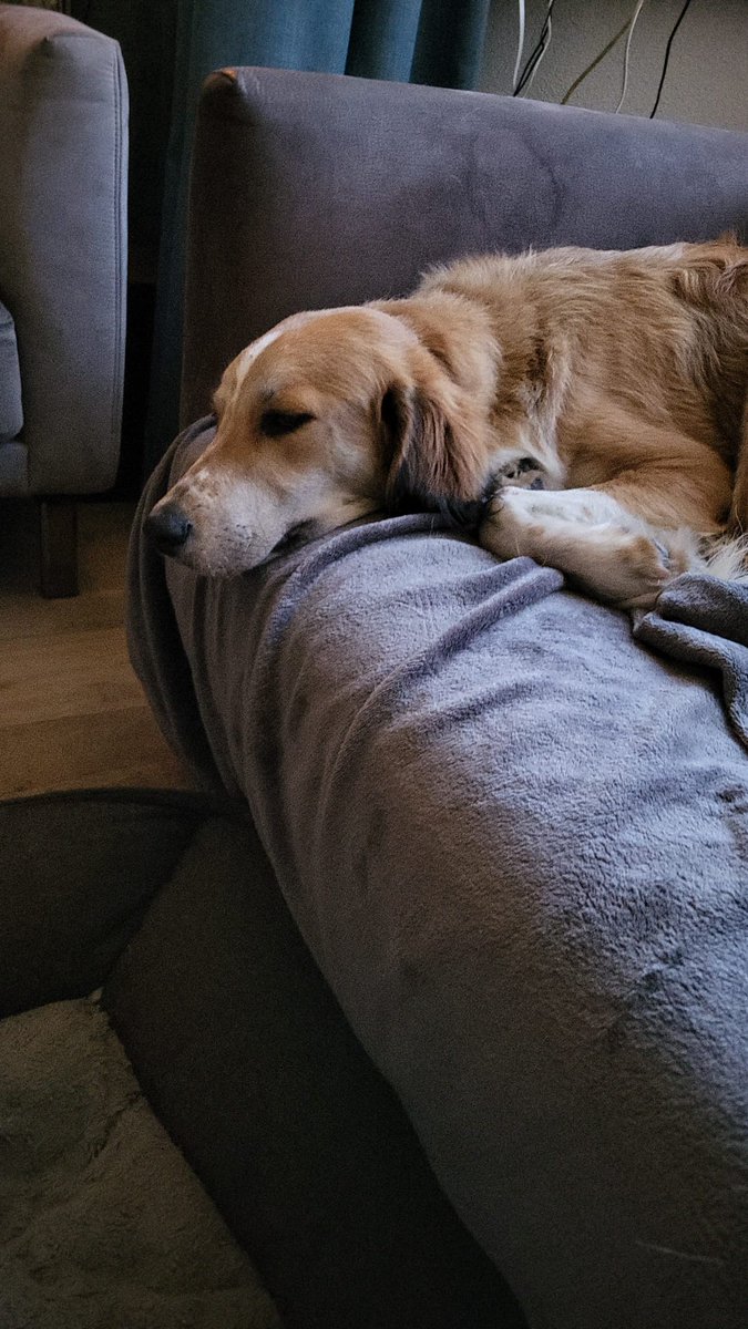 Danny Gooyer tweet media