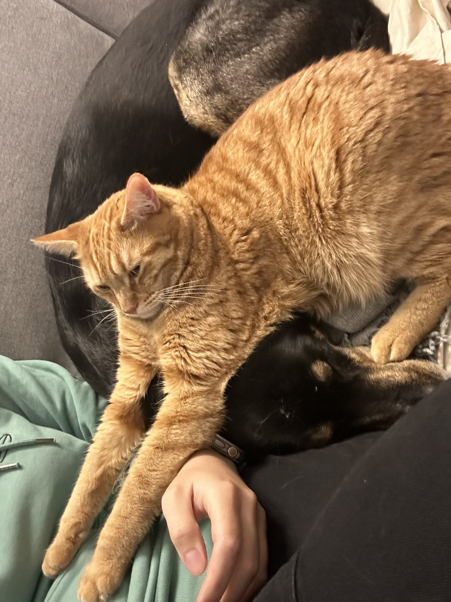 Shan Xia (ShanXia_YT) / Twitter