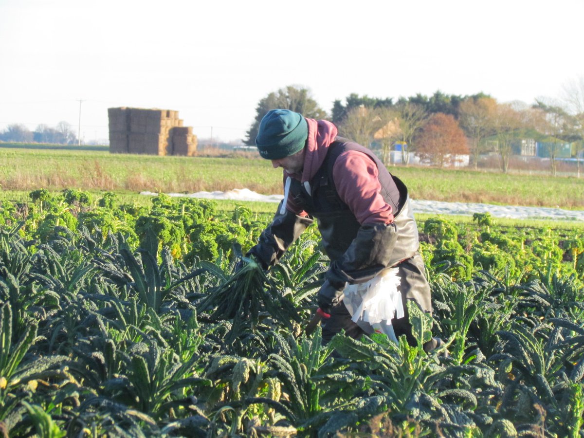 Strawberry Fields tweet media