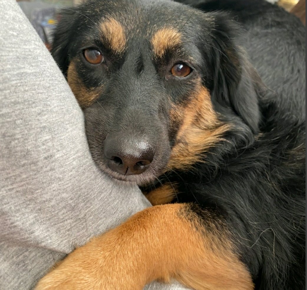 Just finished my first ResQWalk of 2023 benefitting Ruff Start New Beginnings! Why not join me? Download the ResQWalk app and earn funds for your favorite rescue every time you take a walk! #ruffstartnewbeginnings #dogsoftwitter #walkyourdog #SaveThemAll #resqwalk