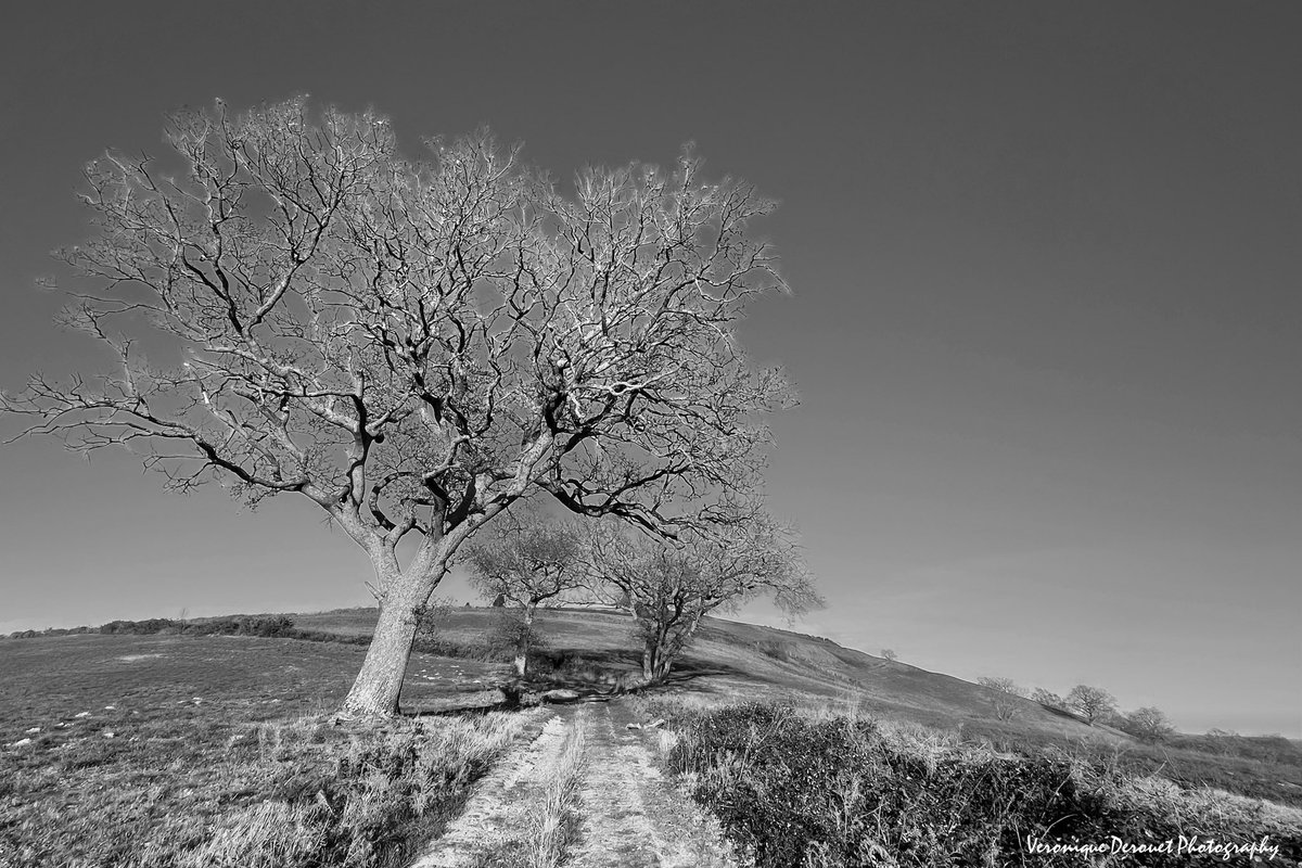 vederouet's tweet photo. โค๏ธ๐ค๐ Le Mont Kurku
Veronique Derouet 01/2023
#beguios #kurku #pyreneesatlantiques #winter #paysbasque #basquecountry #tree #blackandwhite @ThePhotoHour @StormHour https://t.co/SPFnmiAdb3