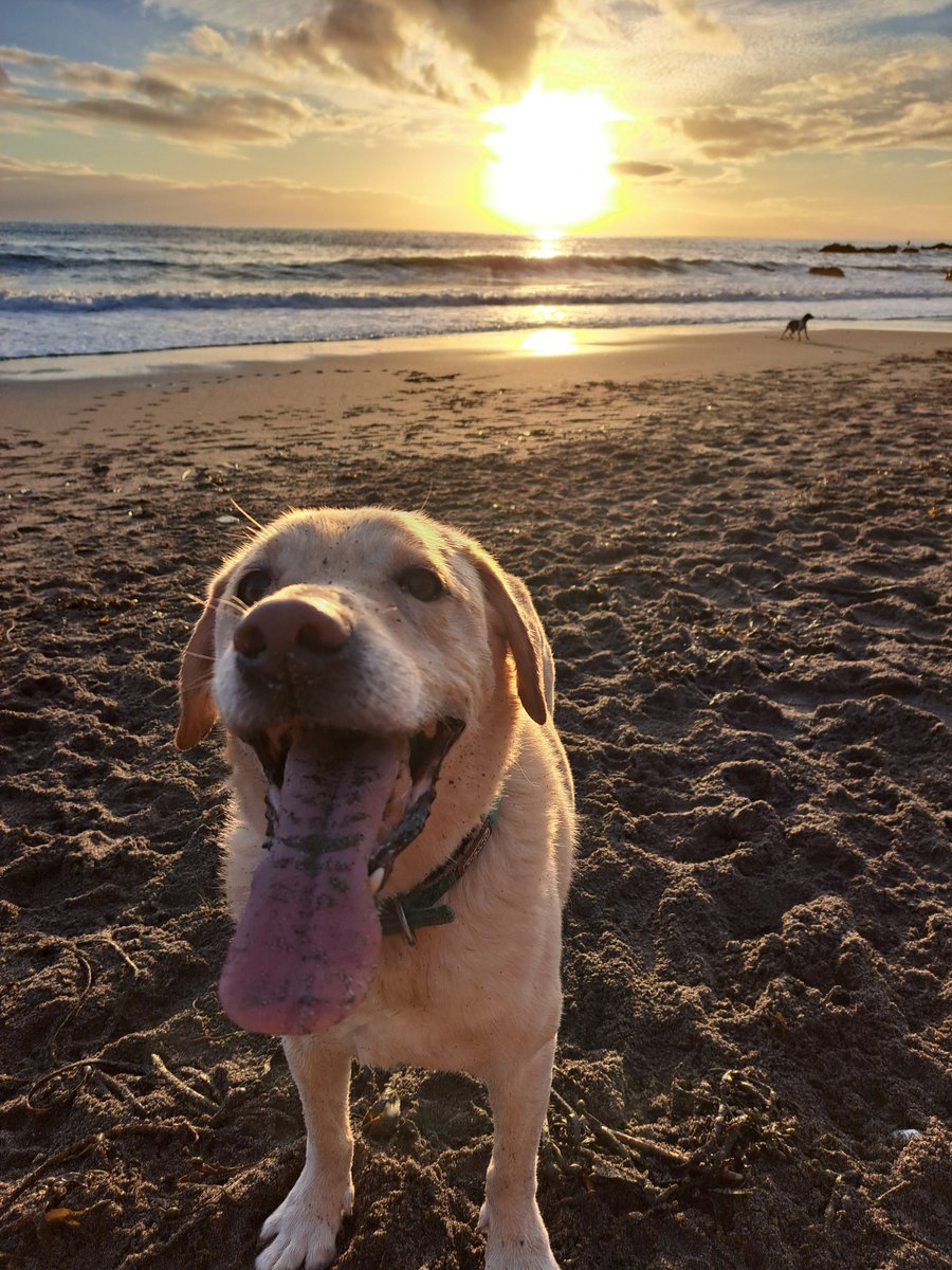 IamJoCole's tweet photo. Stunning #sunset in #Cornwall this afternoon, though someone was more interested in playing ball
#dogs #dogsoftwitter #1nicething #onenicething https://t.co/jBusa3KB22