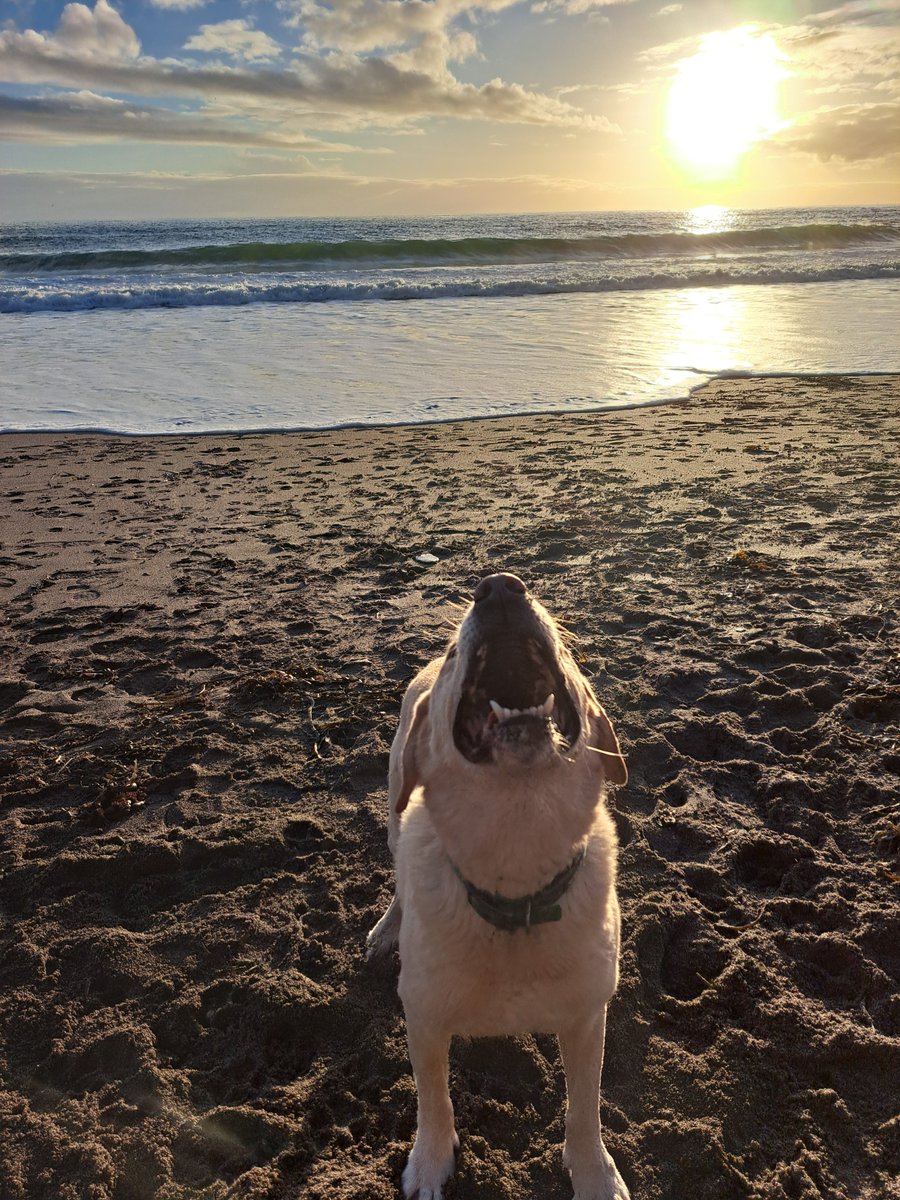 IamJoCole's tweet photo. Stunning #sunset in #Cornwall this afternoon, though someone was more interested in playing ball
#dogs #dogsoftwitter #1nicething #onenicething https://t.co/jBusa3KB22