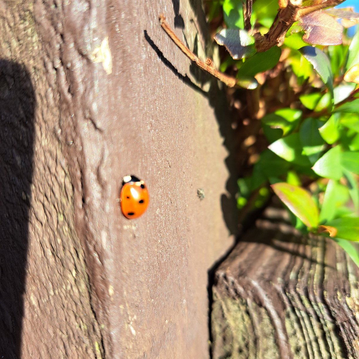 DoveDevereaux's tweet photo. Lovely sunny π day today but wasn't expecting to see a #ladybird on January 2! So lovely to see though #1nicething #onenicething https://t.co/IRhIHxUjdW