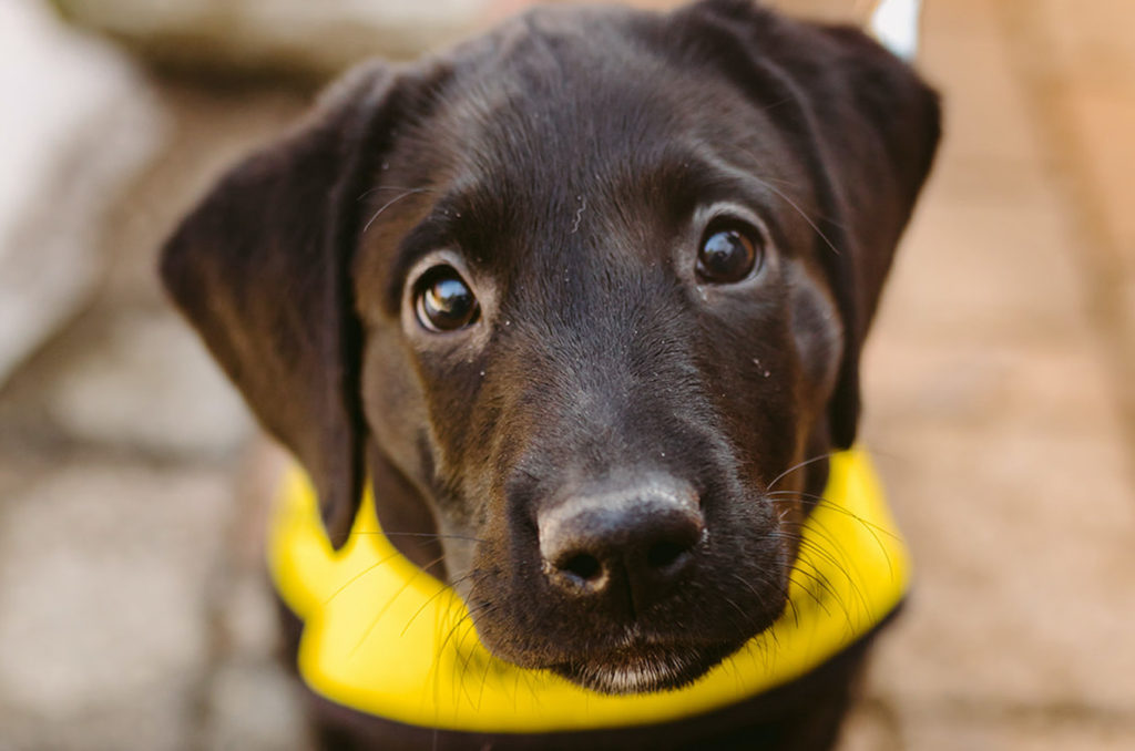 sponsorpuppies.ca Canadians with sight loss are waiting for a guide dog.
