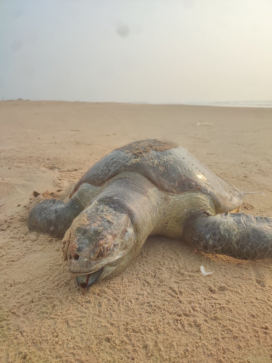 itsBiswajeet's tweet image. Olive Ridley turtles die along the eastern coastline of India every year mostly due to fishing activities even as officials claim a stringent conservation drive is underway
Other stated reasons were habitat loss, pollution, unsustainable development in the coastal areas
#paradeep