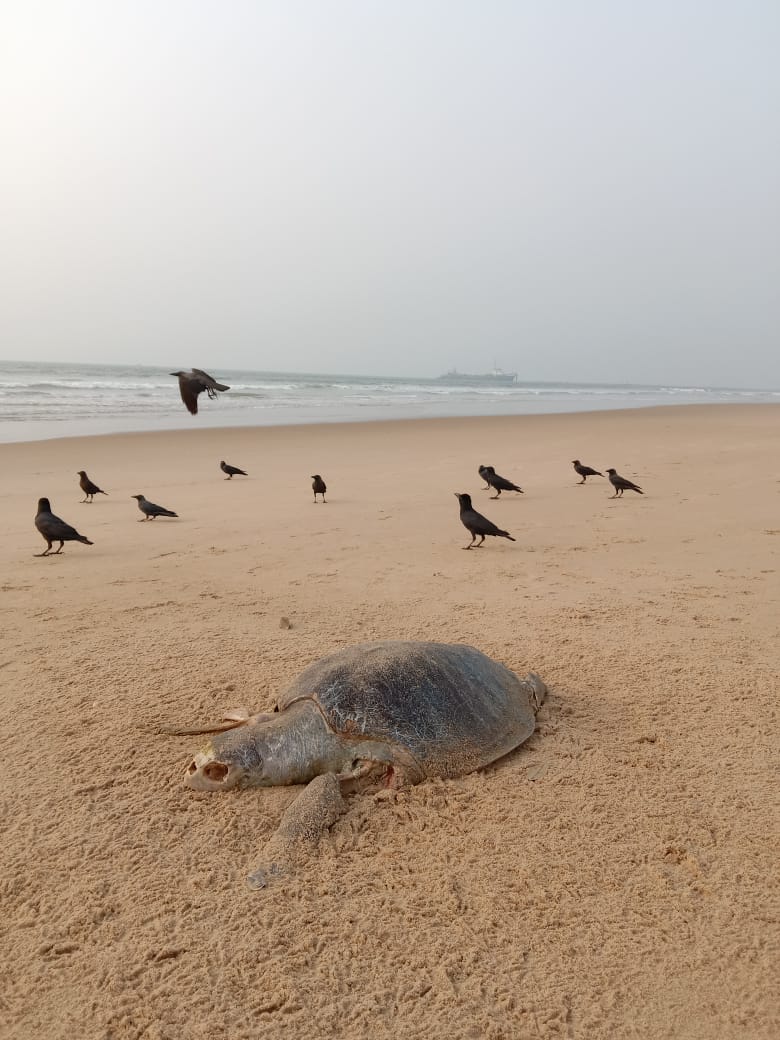 itsBiswajeet's tweet image. Olive Ridley turtles die along the eastern coastline of India every year mostly due to fishing activities even as officials claim a stringent conservation drive is underway
Other stated reasons were habitat loss, pollution, unsustainable development in the coastal areas
#paradeep