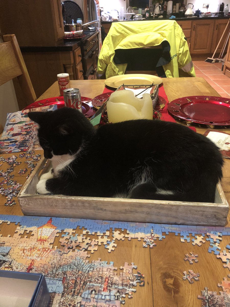 FionForde's tweet photo. So much for us trying to make a jigsaw #CatsOnTwitter https://t.co/UsNQCa3CPX