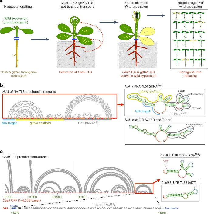 Heritable transgene-free genome editing in plants by grafting of wild-type shoots to transgenic donor rootstocks - <a href="/MPIMP_Potsdam/">MPIMP Potsdam Golm 🌱🧪</a> 
go.nature.com/3vDIiYd