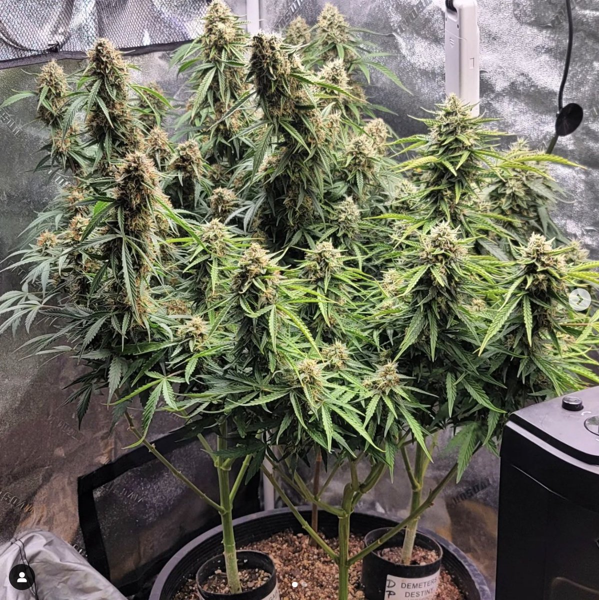 GrowersChoiceUS's tweet photo. Durban Poison by @budsandsud This plant has gained popularity worldwide for its sweet smell and energetic, uplifting effects. #plantsofinstagram #plantslover #poetryofplants https://t.co/3jJtzqsv8Y