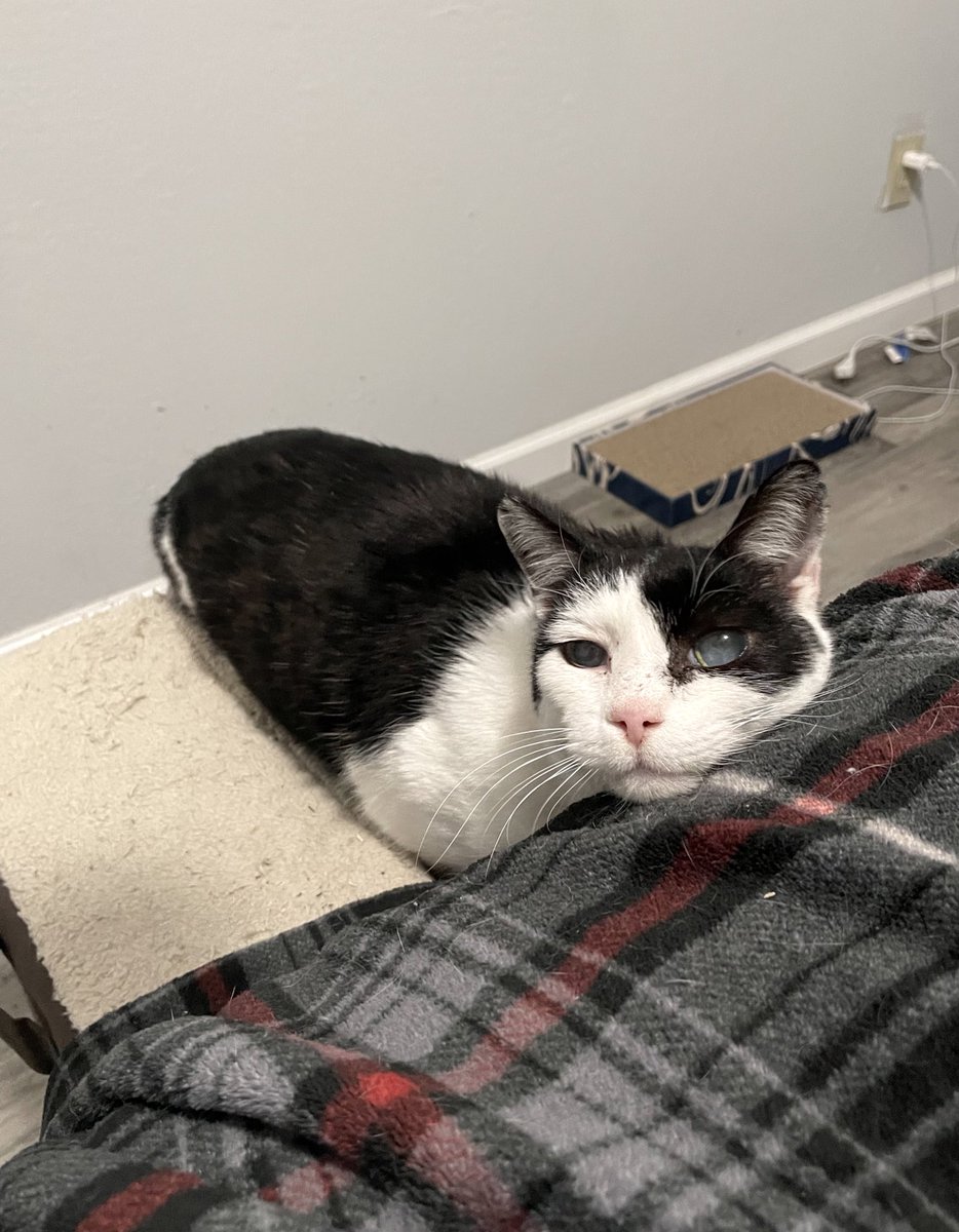 acatnamedteddy's tweet photo. mine new offishal name , is  Teddy:) do you guese why? 🧸 https://t.co/cxHTFGmkBR