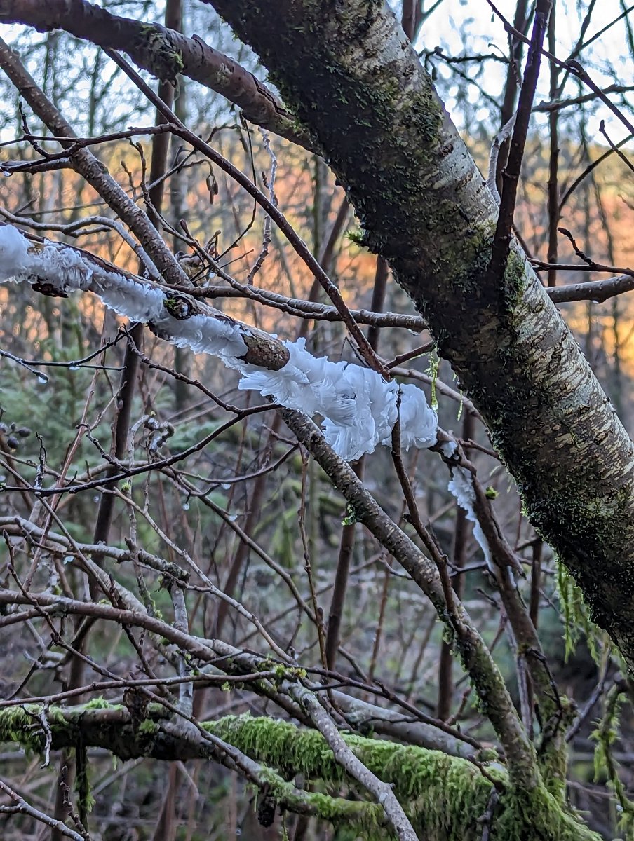 wildlifemissy's tweet photo. My first time seeing hair ice #Northumberland #kielder #fungusuk #britishwildlife #lifetick https://t.co/NBStBJ5Ezs