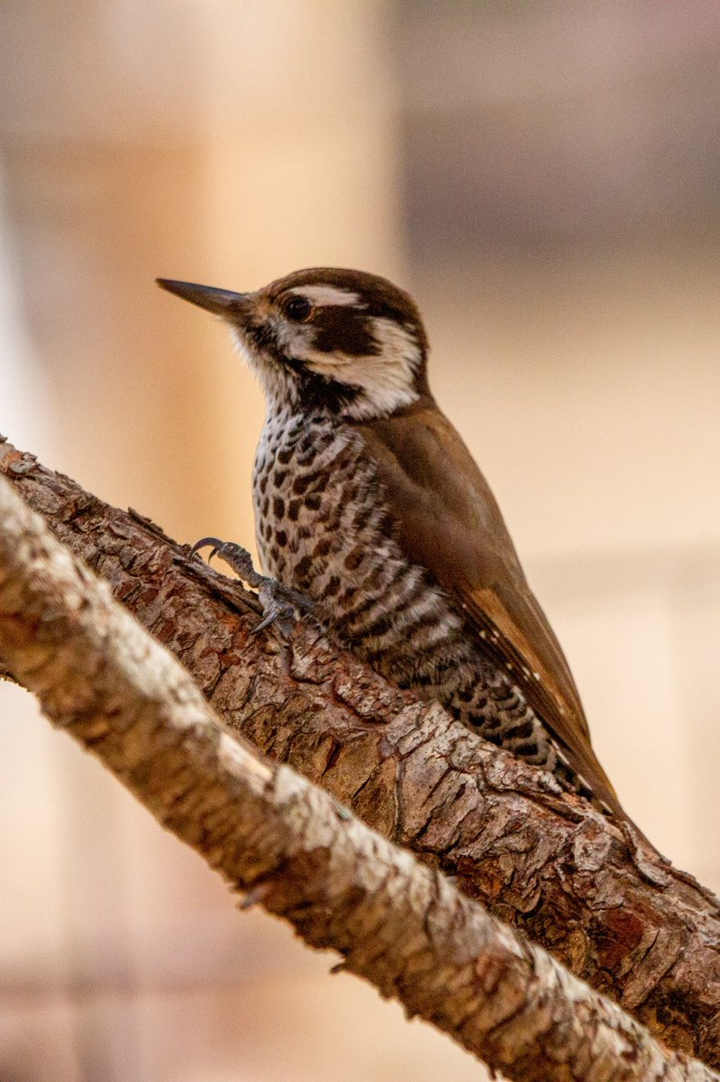 Mattbiggs's tweet photo. 😴💭: cities are giant, skyscraper stadiums with each home being a box/suite. a combination of all sports are played in the center at all times. Arizona Woodpecker (雄、雌), Paradise, AZ https://t.co/k52yPAPaNe