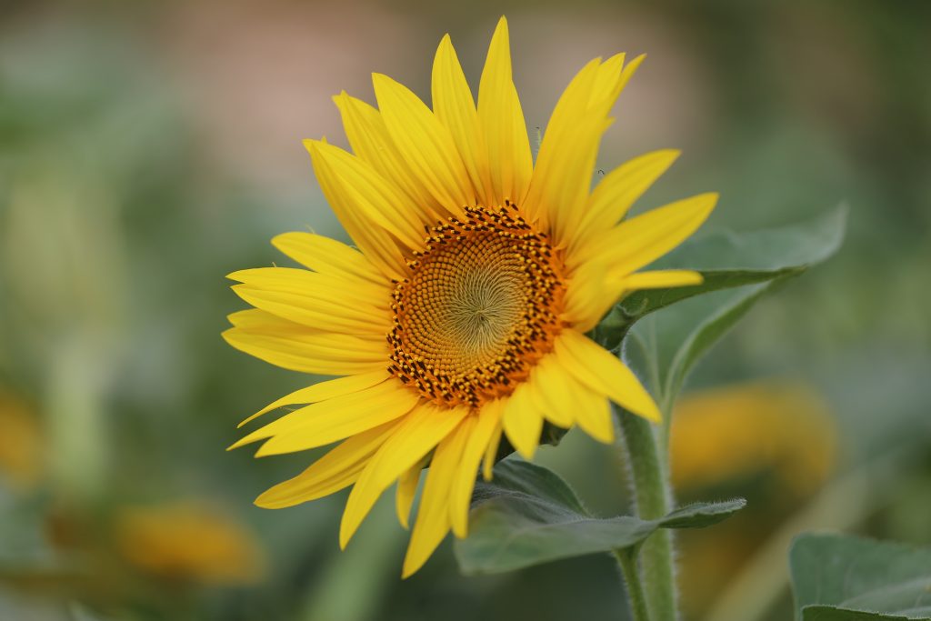 CodingFuture's tweet image. Welcome to the new year.
As old as time is, we must be older.
As the flowers take a breath, we resuscitate.
As the sun looks upon us we rise.
And then under the shade of mother moon, we rest in eternity.
codingfuture.com/future-is-alwa…