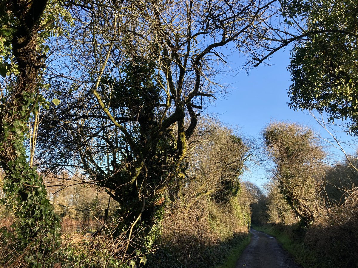 arranqh's tweet photo. Along the Blessington Greenway today, and around the lake. Much of the pleasure was in the gnarled, aged trees, including white thorn and other native species.
#trees #irishtrees #wicklow https://t.co/zth3j7tMmf