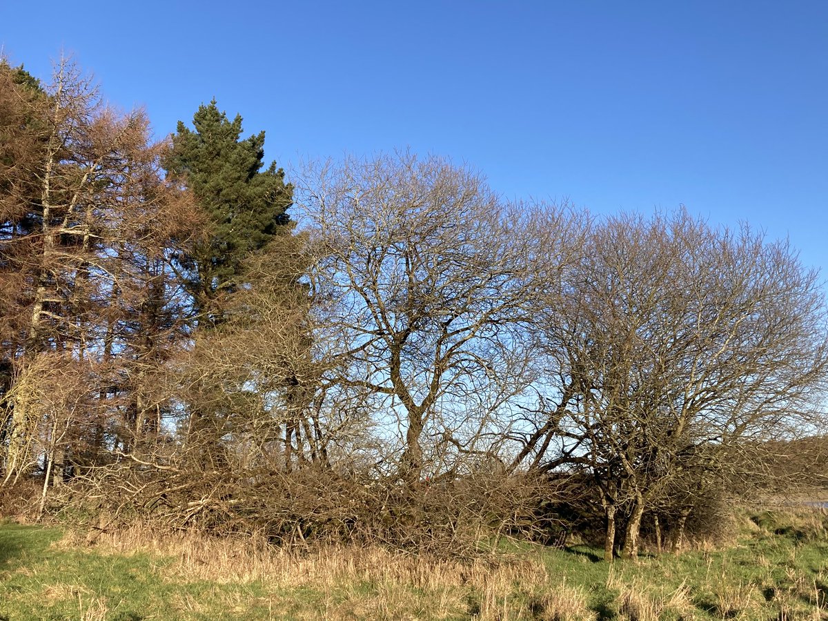 arranqh's tweet photo. Along the Blessington Greenway today, and around the lake. Much of the pleasure was in the gnarled, aged trees, including white thorn and other native species.
#trees #irishtrees #wicklow https://t.co/zth3j7tMmf