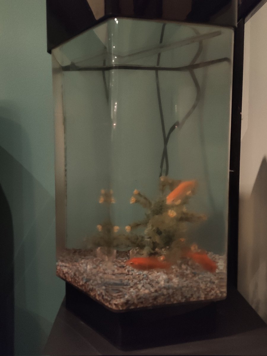 Marko on Twitter "Het nieuwe jaar goed beginnen met http//chin.ind