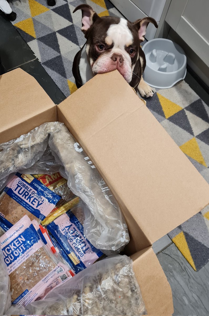 sambearwest's tweet photo. @ButternutBox Grizz couldn't wait to unpack his dinner before he started nibbling! https://t.co/lLiQPZi1bD