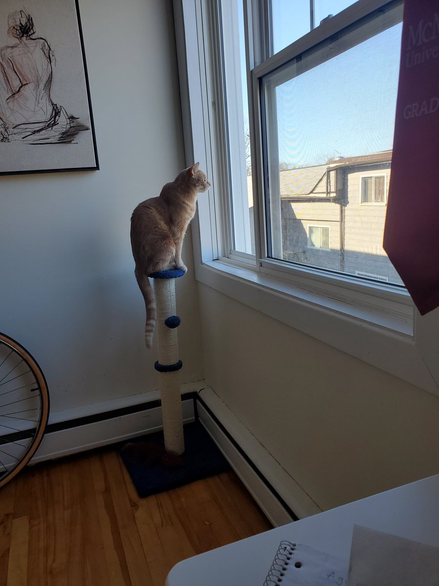 zoloft101's tweet photo. his window-lookin perch https://t.co/H36Sn0mnKR
