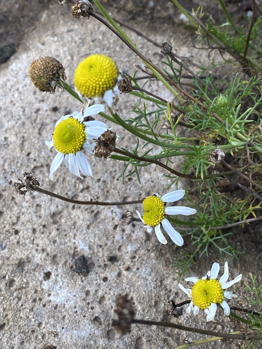 davebarlo's tweet photo. @BSBIbotany @teesbirds1 @teeswildlife A great walk in the sunshine botanising for the BSBI New Year Plant hunt a grand total of 40 species seen in flower in Saltburn including a rare grass Compact Brome Anisantha madritensis https://t.co/hwZpNhXmrY