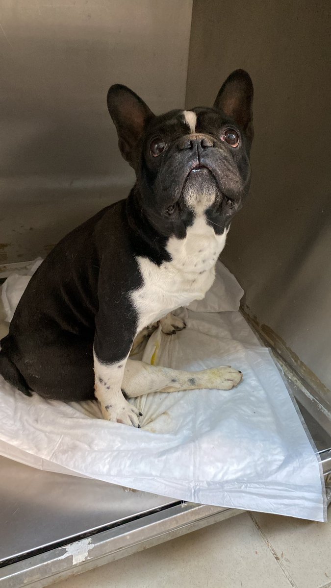 ACİL GEÇİCİ KALICI YUVA! Bu çocuk felç kalmış. Ailesi onu terk etmiş, yarın barınağa yollanacak. Barınakta hayatta kalamayacağını hepimiz biliyoruz. 1-2 gün daha müddet istedim. Bebek bezi ile yaşayabilir, yürüteç yaptırılabilir 😞 
0501 365 74 22 
#Bursa #engellicanlaraöncelik