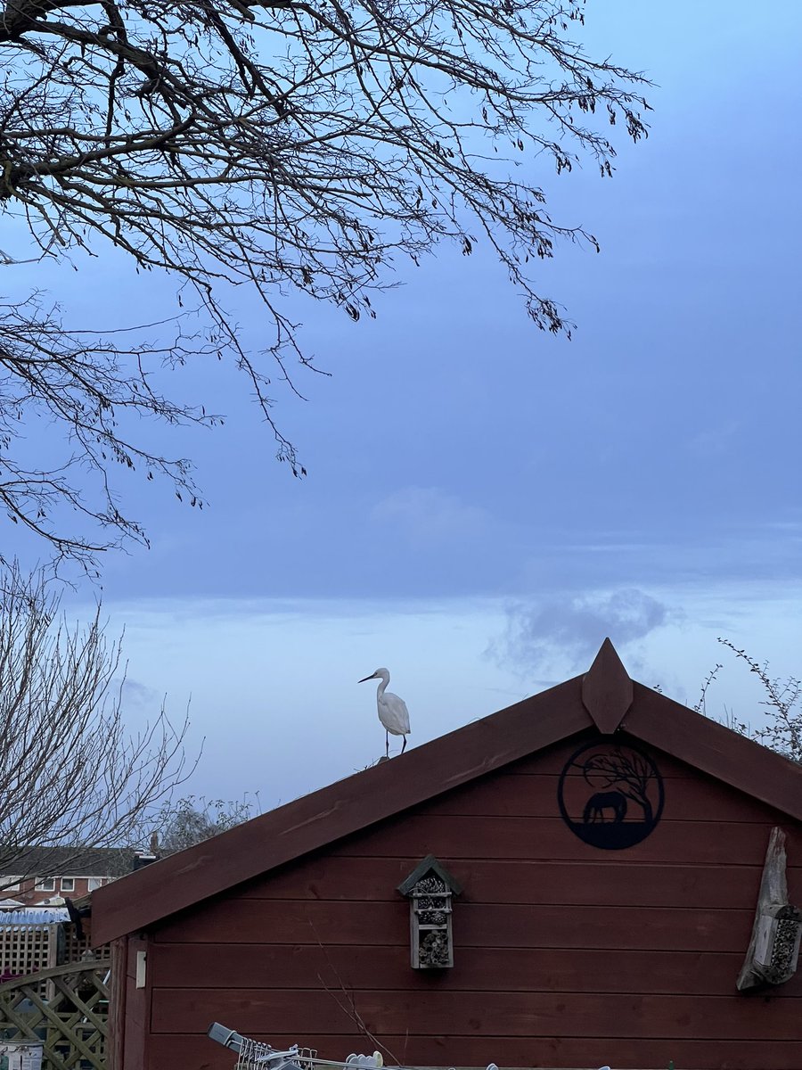 CRiddleston's tweet photo. It was a shock to see a Little egret on the shed yesterday morning! #happynewyear #suffolk #NewYearsDay2023 https://t.co/KwnHsBuIj1