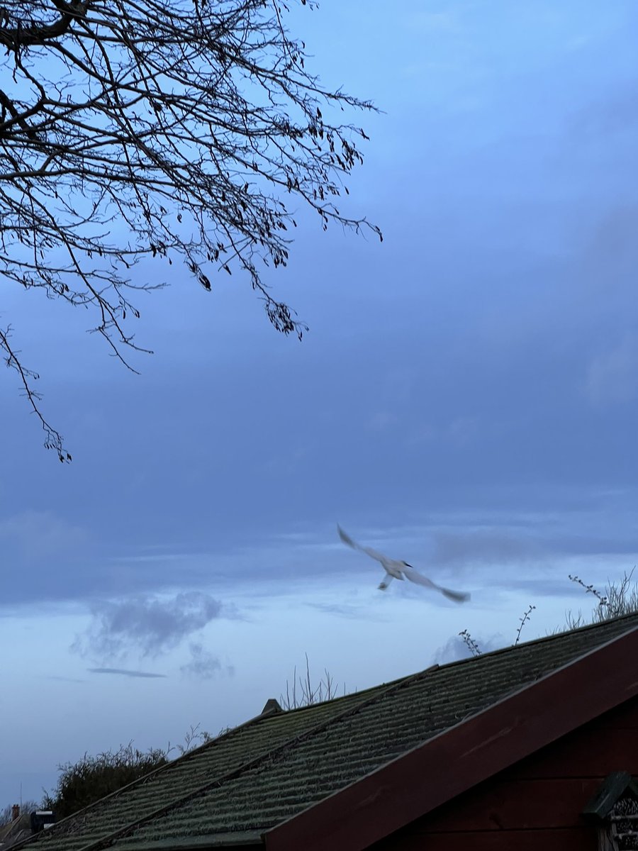 CRiddleston's tweet photo. It was a shock to see a Little egret on the shed yesterday morning! #happynewyear #suffolk #NewYearsDay2023 https://t.co/KwnHsBuIj1