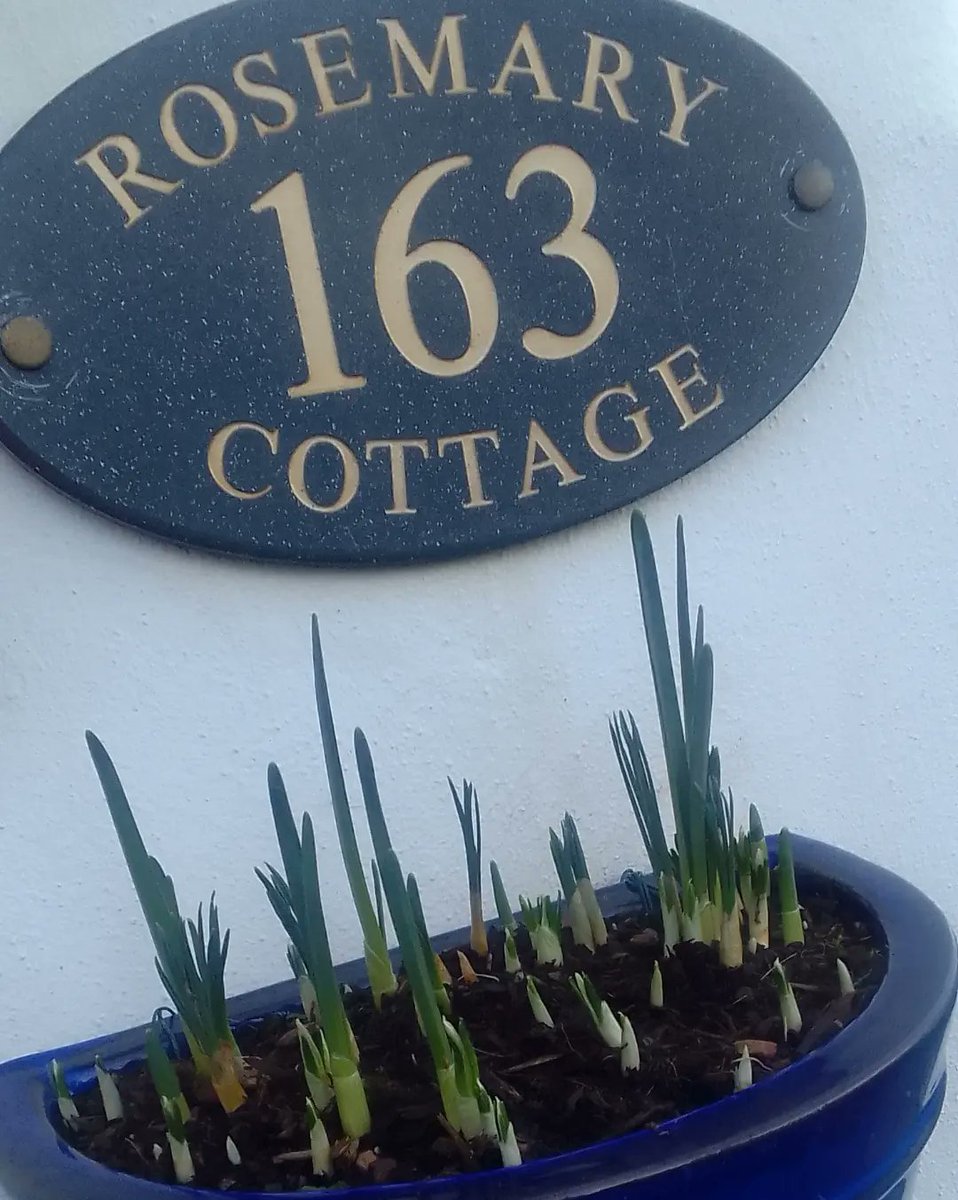 ngsgardenhook's tweet image. I've just swapped the 3 pots over on the front of my Cottage. The trailing Rosemary pots have gone undercover into my growhouse as it's a bit too wet &amp;amp; cold for them. I've replaced them with the pots of spring bulbs I planted up back in the autumn. #crocus #tete #springisonitsway