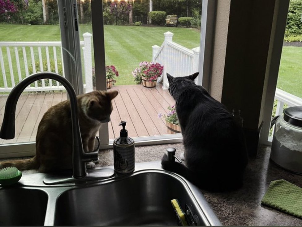 caturday2020's tweet photo. @ItsMeDeaner #catsoncounters https://t.co/gu6ugvGplr