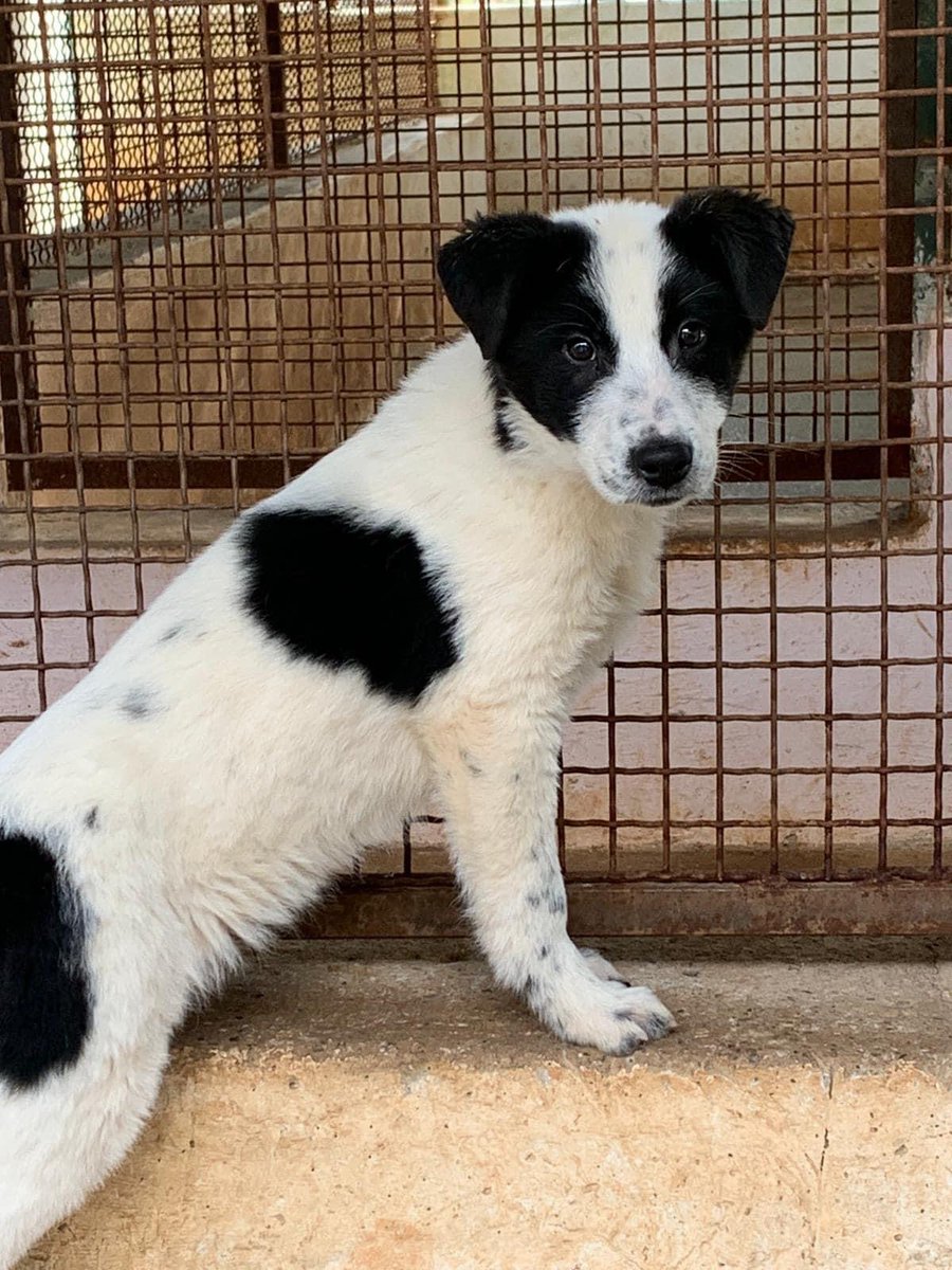 SosArgo's tweet photo. Fosca 3 mesi #cucciola di futura taglia media/grande.la sorellina ha trovato adozione e lei è rimasta sola in box. Chiamate per lei - dalla Calabria viaggio con staffette autorizzate. 📞3289633366 #AdoptDontShop #adozionecani @adozionianimali https://t.co/mzeH5DY78b