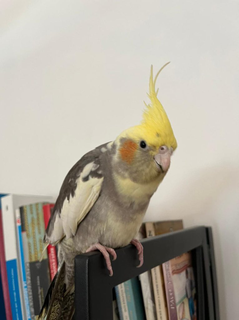 Aviso de lorito encontrado hoy en el centro en Santo Domingo con San Antonio. Está en una casa mientras espera a que aparezca a su familia. Por favor RT para ayudarnos a encontrar a sus humanos.