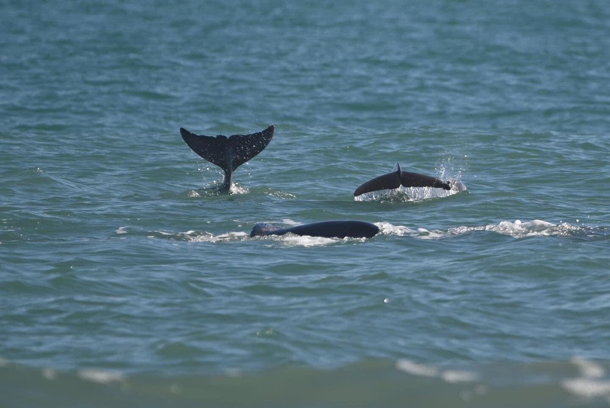 gpallone13's tweet photo. THE RIGHT STUFF: 1/2/23 right whale and calf spotted off southern #BrevardFlorida coast. Dolphins joining in the fun. Pics = Betty Gardner Gonzalez @MyNews13 #News13Brevard https://t.co/PUfLZWY0aX