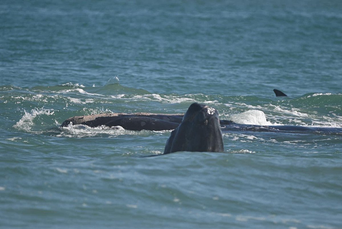 gpallone13's tweet photo. THE RIGHT STUFF: 1/2/23 right whale and calf spotted off southern #BrevardFlorida coast. Dolphins joining in the fun. Pics = Betty Gardner Gonzalez @MyNews13 #News13Brevard https://t.co/PUfLZWY0aX