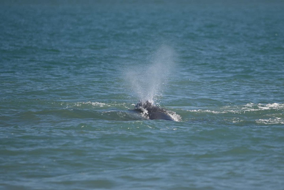 gpallone13's tweet photo. THE RIGHT STUFF: 1/2/23 right whale and calf spotted off southern #BrevardFlorida coast. Dolphins joining in the fun. Pics = Betty Gardner Gonzalez @MyNews13 #News13Brevard https://t.co/PUfLZWY0aX