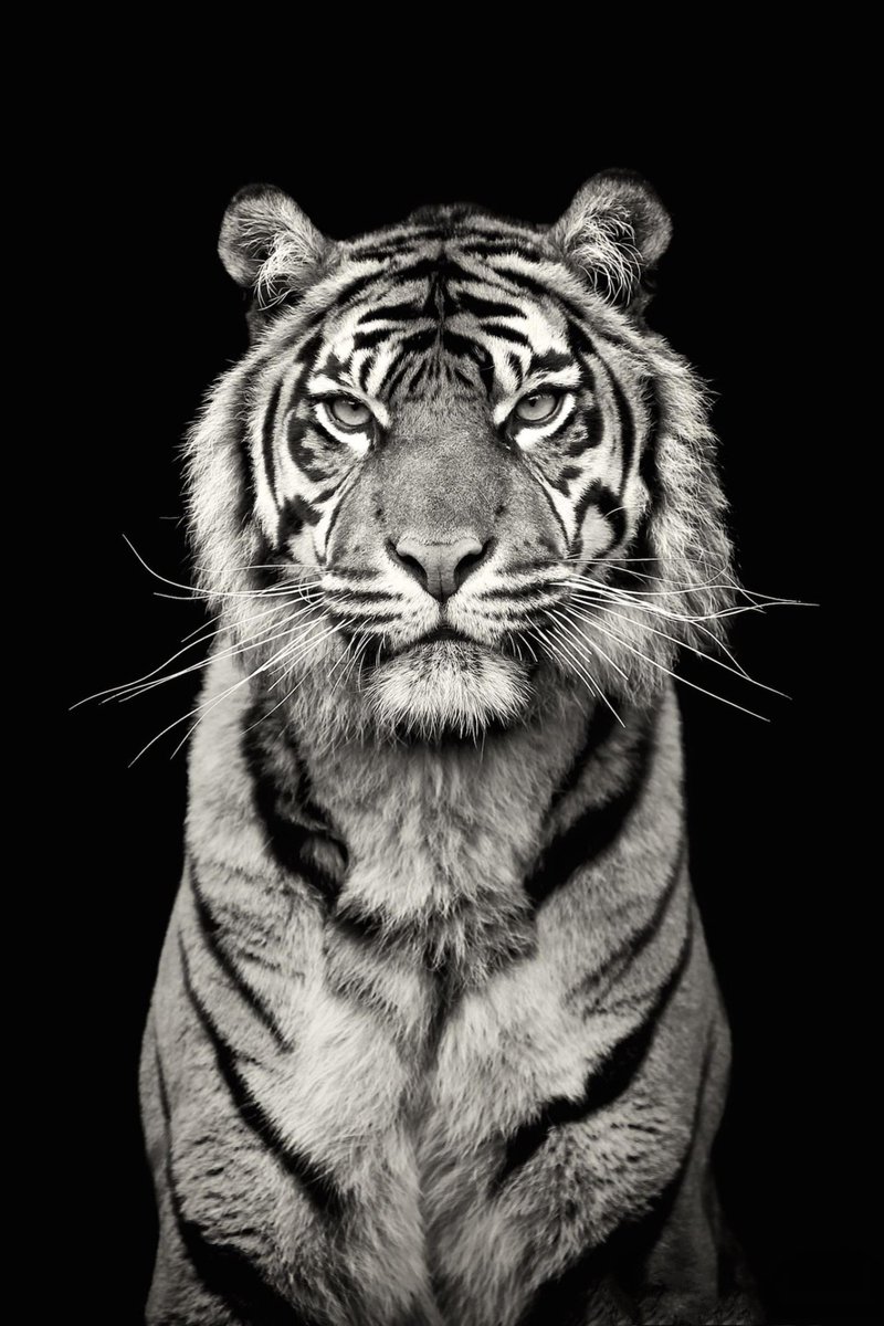 DimoreDj's tweet photo. Animal lovers let's see https://t.co/aaLM6TVsrB