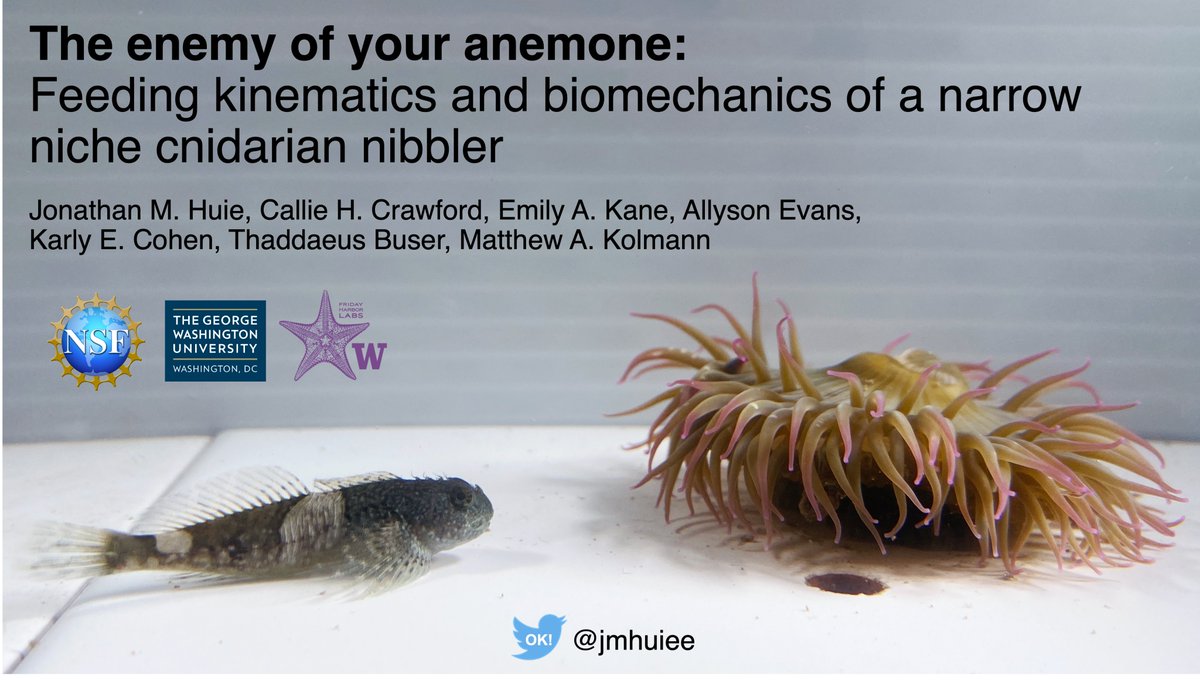 jmhuiee's tweet photo. #SICB2023 here we come! Check out my @SICB_ talk &amp; poster on Wed, Jan 4 (Day 1)

Talk @ 2:30 (Room 303-304). We got videos, CT scans, and histology of an anemone eating fish - oh my!

Poster @ 3:30 (P1-158). Three fishes that stick. Who sticks the most?

Also peep my collabs 👇 https://t.co/Usu7gkHe8t