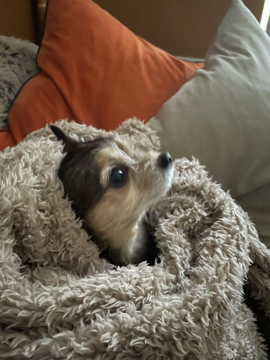 I’ve said I’ll do it for a long time… but I’ve decided to have a break from Facebook and Twitter.
So if you message me, I’m not being rude. Or maybe I am.
In the meantime, here’s a picture of my dog in a blanket.