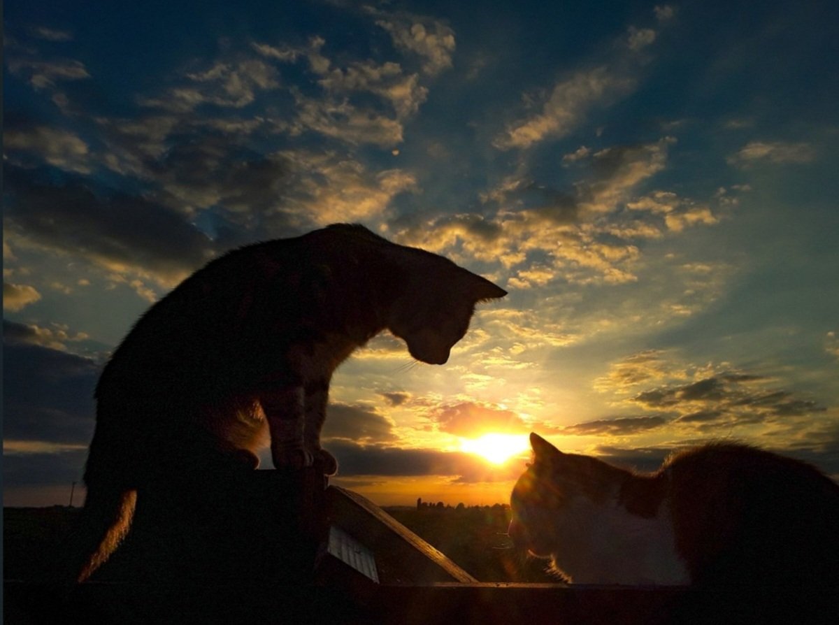 chris_alpacas's tweet photo. Sharing a #memories sunset tonight. Have a lovely evening all #GoodNightTwitterWorld #CatsOfTwitter #CatsOnTwitter #sunsetphotography #PreciousandHarriet #RIPHarriet #mumanddaughter #BankHolidayMonday https://t.co/Z0pDck9wyU