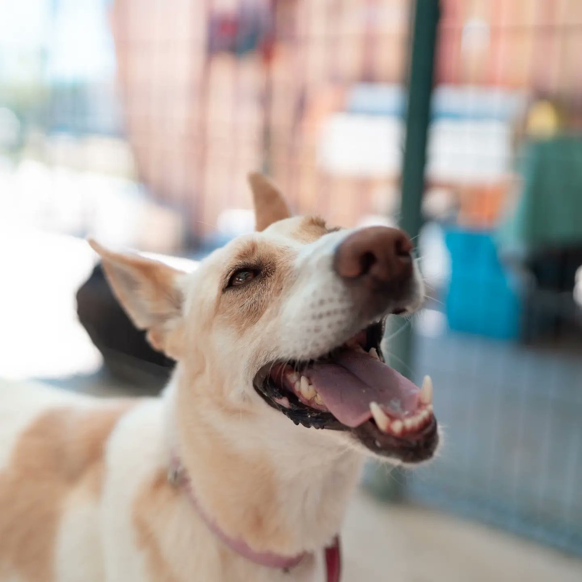 refugioescuela's tweet photo. #URGENTE #BLACA
Blanca es la primera a la que nos encontramos al llegar solo quiere jugar y recibir mimos. Le encanta pasar tiempo con nosotros y jugar a coger la pelota. Para #ACOGER o #ADOPTAR a Blanca ⬇️⬇️
📩adopciones@elrefugioescuela.com
🌐https://t.co/q8YMFVPnCq https://t.co/xw9SXLQl0p